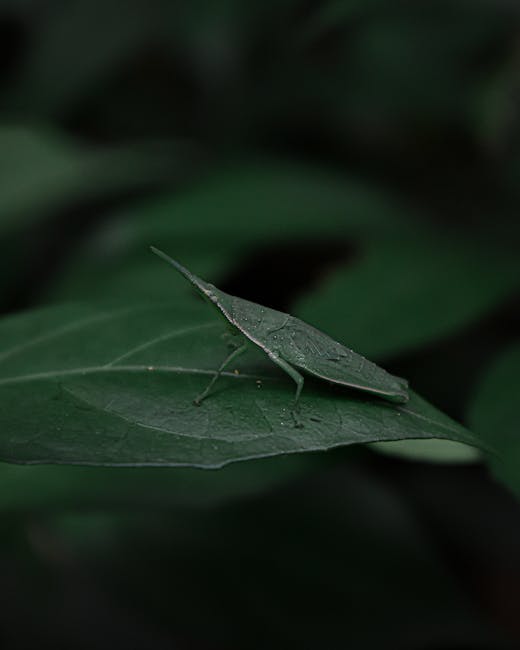 Close-up of a green katydid perched on a large, dark green leaf. The insect has a slender, elongated body with fine, textured wings that blend with the leaf's surface. Its long, thin antennae extend f