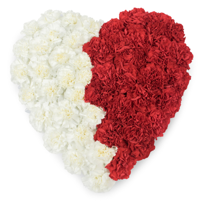 A striking overhead view of a large heart-shaped composition, assembled entirely from fresh, ruffled carnations and set against a pristine white background so its formal motif reads with clarity. The left hemisphere is a continuous sweep of creamy white carnations, each bloom's serrated petals layered to form a soft, luminous field. The right hemisphere is composed of saturated red carnations, densely packed to create a deep, warm plane of colour. The two halves are divided by a deliberate vertical line that is not smooth but serrated-characterised here by nine distinct triangular points that give the meeting edge a saw-tooth silhouette. That specific jagged boundary immediately evokes the maroon-and-white partition seen on Qatar's national flag, so the piece carries a potent layer of national identity and patriotic symbolism while remaining a work of floral craftsmanship. Under even, natural light the carnations' textured surfaces cast soft micro-shadows, enhancing the heart's sculptural depth and making each blossom's frill visible to the eye. This arrangement is appropriate for diplomatic receptions, national day events in London, or private tributes where cultural fidelity and floral artistry are both required. Thoughtfully made by florists who know the rhythm of Chinatown's streets and the ceremonial life of the city, the composition bridges intimate emotion and public meaning, its contrasting colours and precise serrated edge speaking to pride, remembrance, and a careful, hand-made respect for national symbolism.