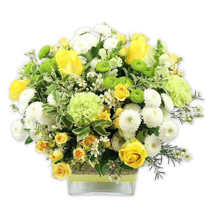 A beautifully balanced, generously filled floral arrangement in a low, clear square glass vase showcases a spirited palette of sunny yellow, crisp white, and revitalising green, all set against a clean white background that allows the colours to sing. The bouquet forms a rounded, domed silhouette, with yellow roses as the focal flowers, their petals unfolding in soft, spiralled layers. Around them, yellow spray roses cluster in smaller sprays, adding a textured, almost romantic garden feel. White pompom chrysanthemums are dotted throughout, each bloom rounded and densely petalled, offering a plush, cushion-like counterpoint to the more structured roses. Punctuating the design are lime green button chrysanthemums, neat and spherical, while larger, frilled pale green blooms-similar to green carnations or specialty mums-spill softly outwards, adding a sense of volume and movement reminiscent of the flowing crowds through Gerrard Street in Chinatown. A variety of greenery weaves through the flowers: broad variegated leaves trimmed in creamy white, rich dark greens that ground the palette, and fine, feathery sprigs that lend lightness. Tiny, starry white filler flowers are scattered among the larger blooms, giving the arrangement a sense of intricacy and delicacy. The clear glass vase reveals tidy stems and is wrapped around the centre with a rustic, woven band, topped with a lime green ribbon that picks up the fresh tones of the button chrysanthemums. The mood it evokes is bright, hopeful, and quietly elegant-ideal for a celebration dinner in a Chinatown apartment, a thoughtful office gift near Shaftesbury Avenue, or a bright welcome on a reception desk where natural light can play over each petal.
