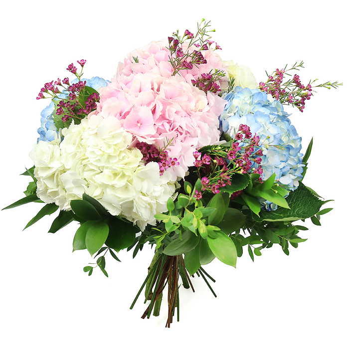 In this image, a rounded bouquet of hydrangeas and mixed foliage is presented against a bright white background, creating a clean, modern contrast that highlights every nuance of colour. The central focus is on three shades of hydrangea: romantic baby pink, cool sky blue, and soft, creamy white. Each large, spherical head is made up of numerous small, overlapping florets, giving the arrangement a lush, pillowy appearance reminiscent of billowing clouds caught at different points in the sunrise. Threaded between these generous blooms, slender stems of fine magenta filler flowers - much like waxflowers - add structure and small bursts of saturated colour, hinting at the vibrancy of the Chinatown lanterns and shopfronts just a few streets away. The bouquet is framed by an abundance of green foliage, including broad, dark green leaves that anchor the composition and smaller, lighter leaves that soften the edges and introduce movement. The stems are visibly gathered and tied at the base, suggesting the skill of an experienced florist shaping each element by hand. Bright, even lighting ensures that each petal and leaf is clearly defined, without distraction from the neutral background. The overall impression is of understated elegance and calm, ideal for gracing a restaurant table off Gerrard Street, welcoming guests to an office near Piccadilly Circus, or sending as a gentle gesture of sympathy or congratulations within the Chinatown community. The bouquet combines the serenity of pastel flowers with the quiet luxury of a carefully crafted design, like a moment of stillness amid the usual London bustle.