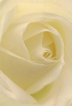 This intimate portrait lays bare the true spirit of a Chinatown rose-delicate ivory petals spiral gracefully towards the centre, each velvety layer beckoning a gentle touch. The lighting is soft and diffused, reminiscent of first daylight slipping through red shopfronts along Wardour Street. Cream and pale lemon tones wash over the petals, inviting calm reflection and warmth. As a Chinatown florist would know, such a bloom evokes understated elegance, ideal for quiet celebrations, anniversaries, or conveying affection without fanfare. There's a timeless quality to the composition-timeless as the neighbourhood's cherished traditions-while the precise formation of each petal speaks to the skill and care poured into every arrangement by local artisans. The image nearly conjures the fresh, soothing scent of morning flowers mingling with the aromas of nearby bakeries. In its presence, you sense the quiet artistry so integral to Chinatown, a gentle reminder that sometimes, the simplest blossoms carry the most profound messages.